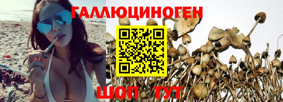 Псилоцибиновые грибы Cubensis  Псилоцибиновые грибы Cubensis  Вход с VPN  Братск 